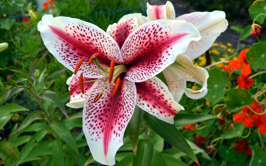 988030 (a): :2560x1600